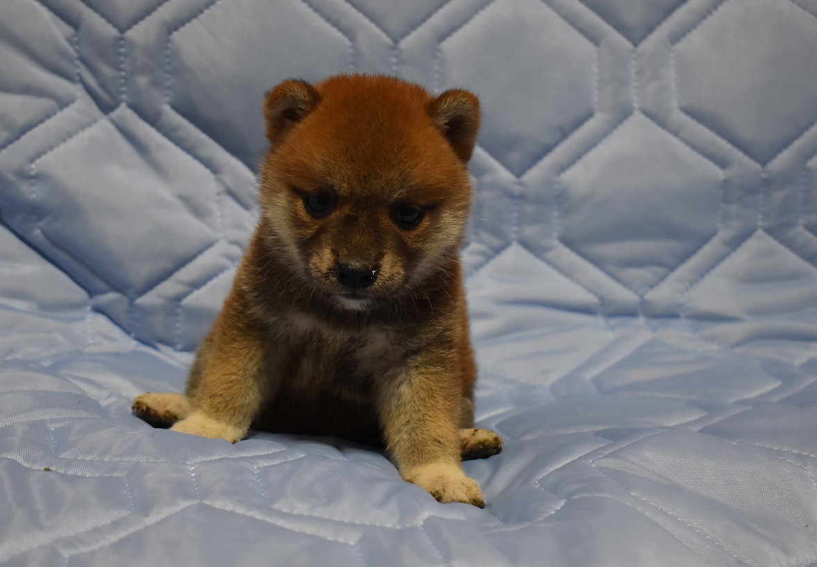 豆柴 子犬番号 184 豆柴の子犬販売専門ブリーダー│エンジェルズ ウィング