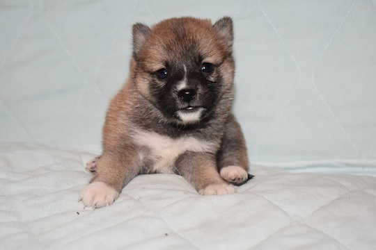 豆柴 子犬番号 270 - 豆柴の子犬販売専門ブリーダー│エンジェルズ