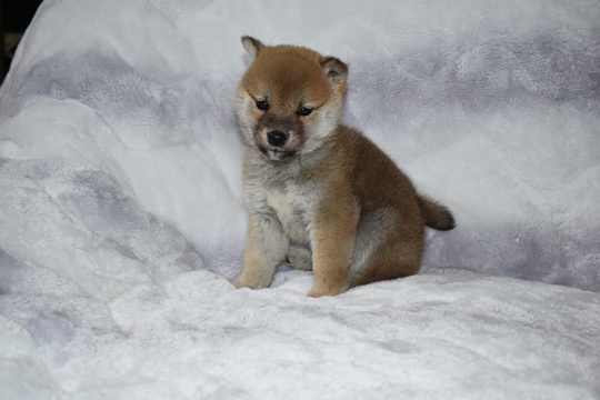 豆柴の子犬販売専門ブリーダー│エンジェルズ ウィング - 豆柴の