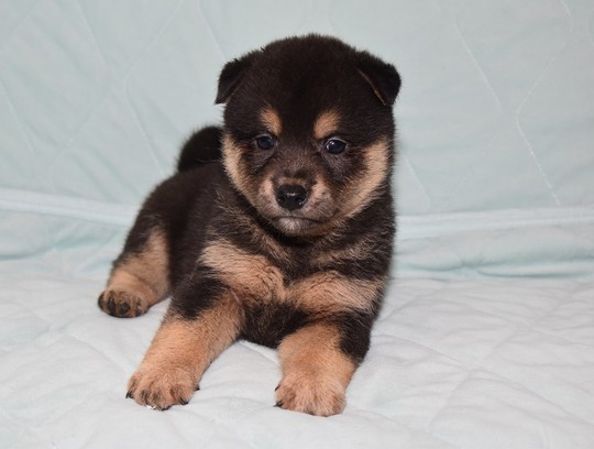 豆柴 子犬番号 290 - 豆柴の子犬販売専門ブリーダー│エンジェルズ