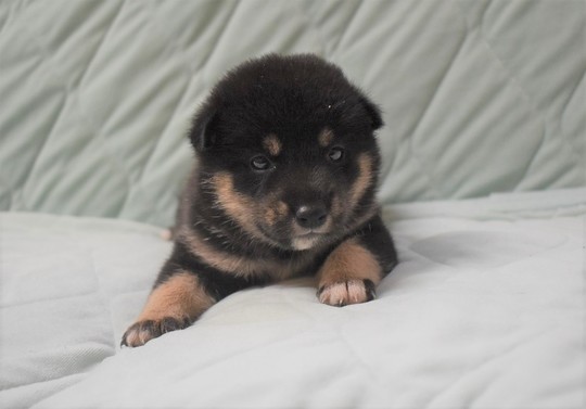 豆柴 子犬番号 294 - 豆柴の子犬販売専門ブリーダー