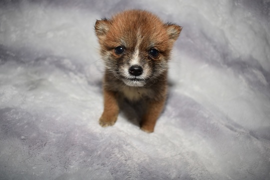 豆柴の子犬販売専門ブリーダー│エンジェルズ ウィング - 豆柴の