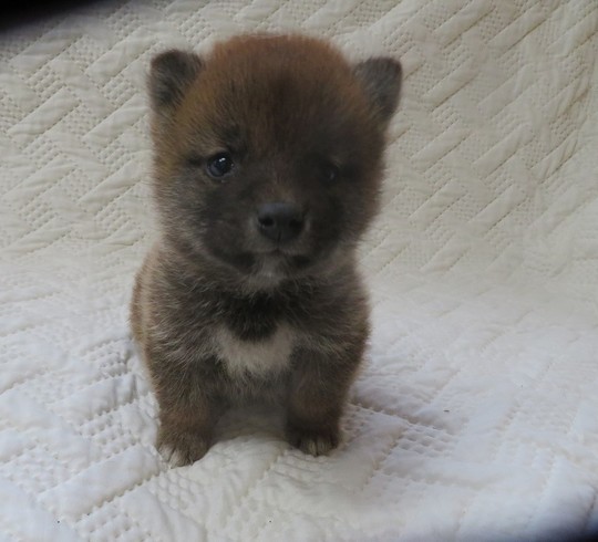 豆柴 子犬番号 11 - 豆柴の子犬販売専門ブリーダー│エンジェルズ