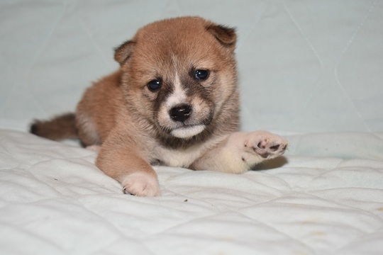 豆柴 子犬番号 267 - 豆柴の子犬販売専門ブリーダー