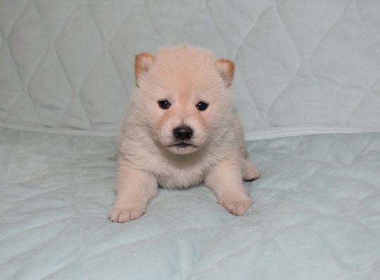 豆柴LOVERさま　専用 kcm-onlineshop_074-4589588303964