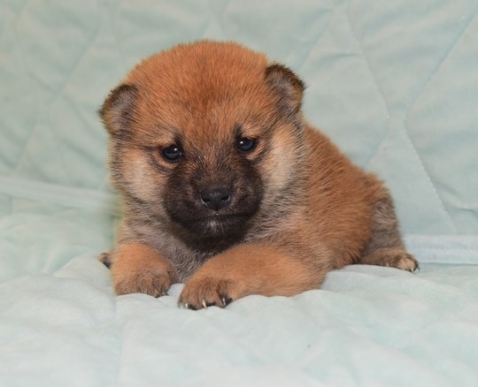 k18 レア ヴィンテージ 子犬 豆柴 子犬番号 286 - 豆柴の子犬販売専門ブリーダー