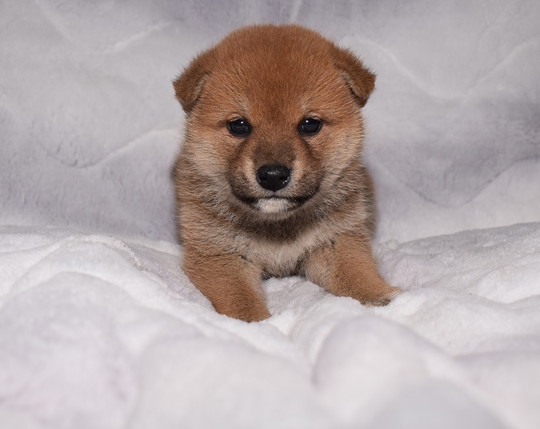 豆柴の子犬販売専門ブリーダー エンジェルズ ウィング 豆柴の子犬販売専門ブリーダー エンジェルズ ウィング