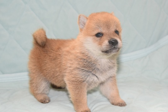 mako【中古】犬用車椅子/豆柴 mako様専用【中古】犬用車椅子/豆柴 持ち帰る
