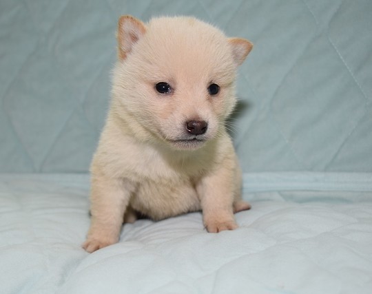 豆柴 子犬番号 ２５６ - 豆柴の子犬販売専門ブリーダー│エンジェルズ 