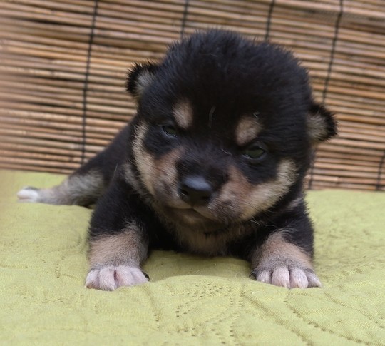 豆柴 子犬番号 19 - 豆柴の子犬販売専門ブリーダー│エンジェルズ