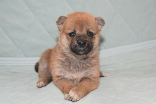 豆柴 子犬番号 2 - 豆柴の子犬販売専門ブリーダー│エンジェルズ ウィング