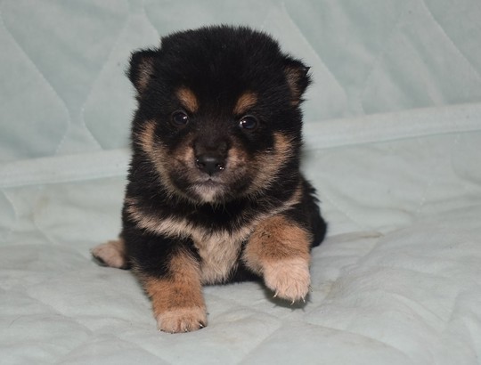 豆柴 子犬番号 255 - 豆柴の子犬販売専門ブリーダー│エンジェルズ