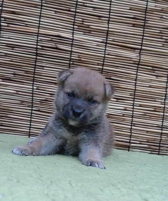 豆柴 子犬番号 28 - 豆柴の子犬販売専門ブリーダー│エンジェルズ