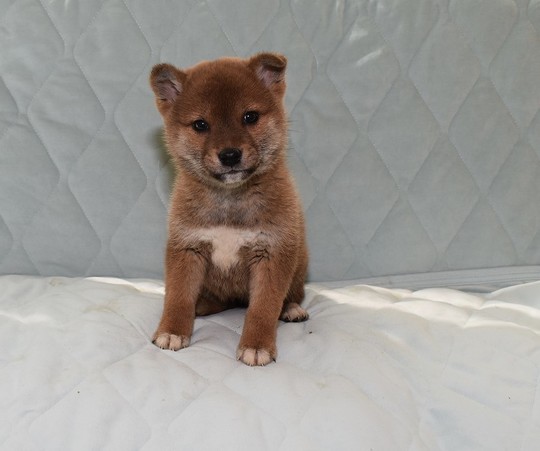 k18 レア ヴィンテージ 子犬 豆柴 子犬番号 286 - 豆柴の子犬販売専門ブリーダー
