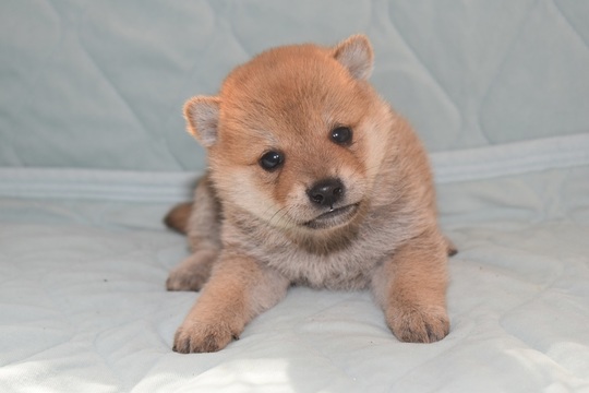 豆柴の子犬販売専門ブリーダー│エンジェルズ ウィング - 豆柴の