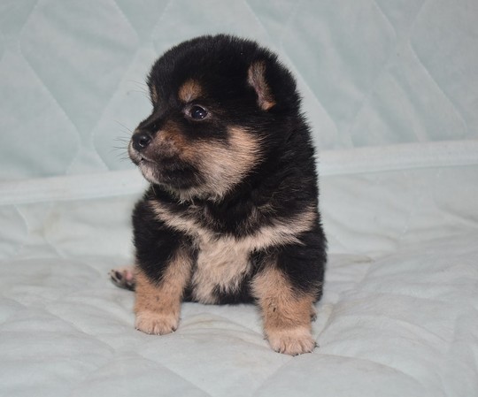 豆柴 子犬番号 255 - 豆柴の子犬販売専門ブリーダー│エンジェルズ