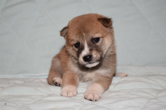 豆柴 子犬番号 267 - 豆柴の子犬販売専門ブリーダー│エンジェルズ