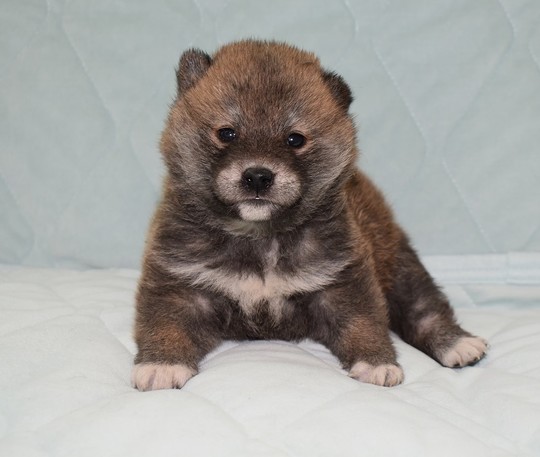 豆柴　1223 豆柴 子犬番号 257 - 豆柴の子犬販売専門ブリーダー