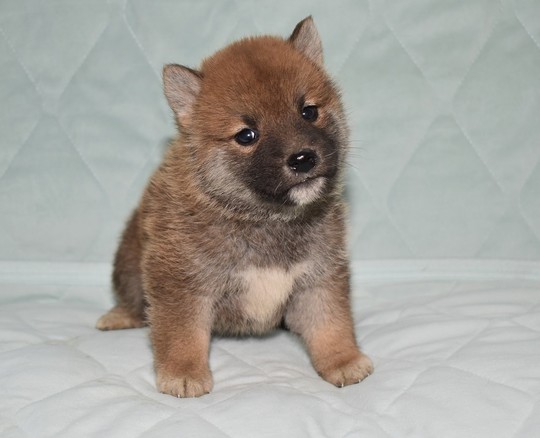 豆柴 子犬番号 232 - 豆柴の子犬販売専門ブリーダー│エンジェルズ