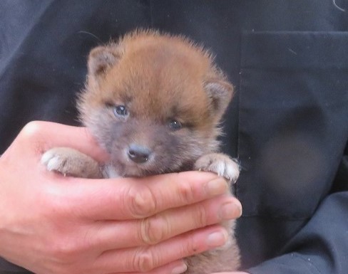 豆柴 子犬番号 11 - 豆柴の子犬販売専門ブリーダー│エンジェルズ