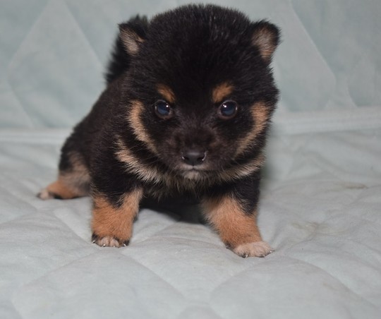 豆柴 子犬番号 254 - 豆柴の子犬販売専門ブリーダー│エンジェルズ