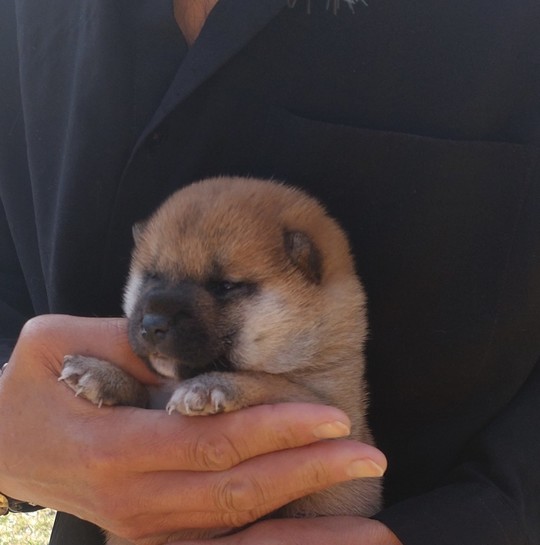 豆柴 子犬番号 23 - 豆柴の子犬販売専門ブリーダー│エンジェルズ