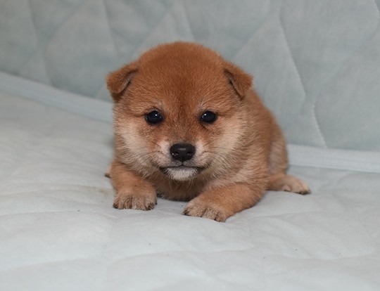 豆柴 豆柴 子犬番号 235 - 豆柴の子犬販売専門ブリーダー│エンジェルズ