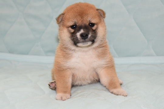 豆柴 子犬番号 ２３６ - 豆柴の子犬販売専門ブリーダー│エンジェルズ 