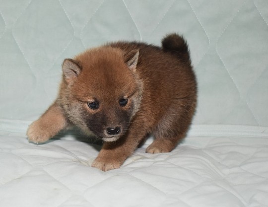 豆柴 子犬番号 232 - 豆柴の子犬販売専門ブリーダー│エンジェルズ