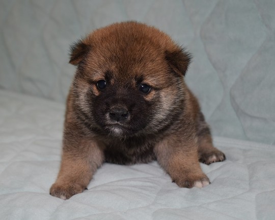 豆柴 子犬番号 266 - 豆柴の子犬販売専門ブリーダー