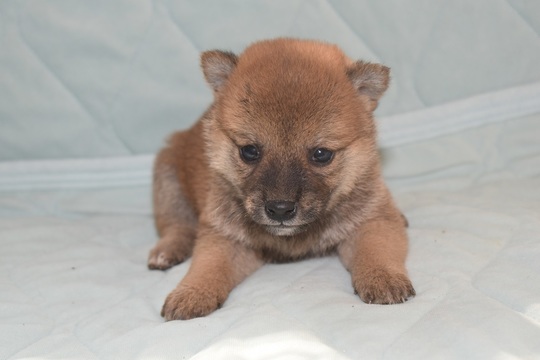 豆柴　0324 豆柴 0324 茨城県の豆柴｜男の子・2025/07/04生まれ・白色（子犬
