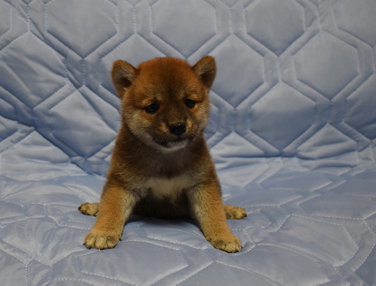 豆柴の子犬販売専門ブリーダー│エンジェルズ ウィング - 豆柴の