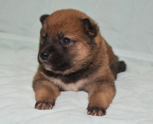 豆柴 子犬番号 262 - 豆柴の子犬販売専門ブリーダー