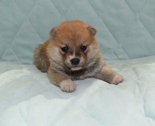 豆柴 子犬番号 ２５１ - 豆柴の子犬販売専門ブリーダー│エンジェルズ 