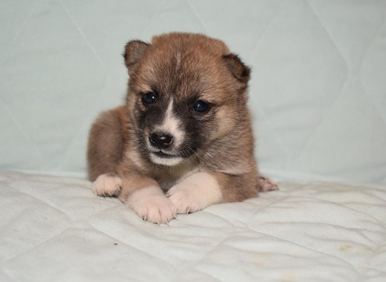 豆柴 子犬番号 269 - 豆柴の子犬販売専門ブリーダー