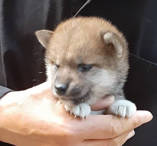 豆柴の子犬販売専門ブリーダー│エンジェルズ ウィング - 豆柴の子犬