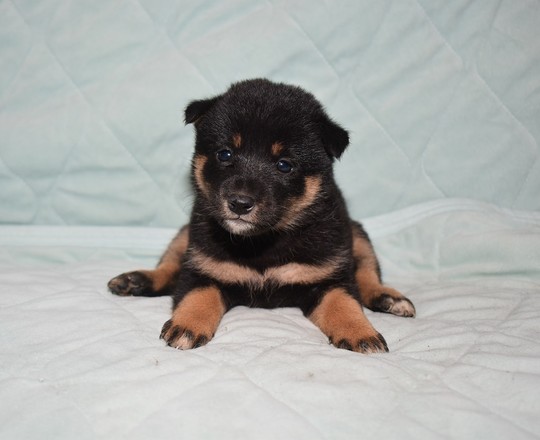 豆柴 子犬番号 297 - 豆柴の子犬販売専門ブリーダー│エンジェルズ