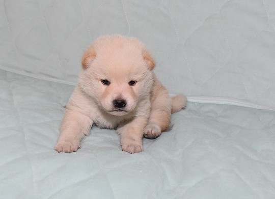 豆柴 子犬番号 246 - 豆柴の子犬販売専門ブリーダー