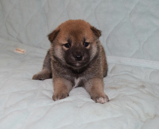 豆柴　0324 豆柴子犬 10/26 男の子♂1 売約済 | 日本犬豆柴育成普及会 摂州