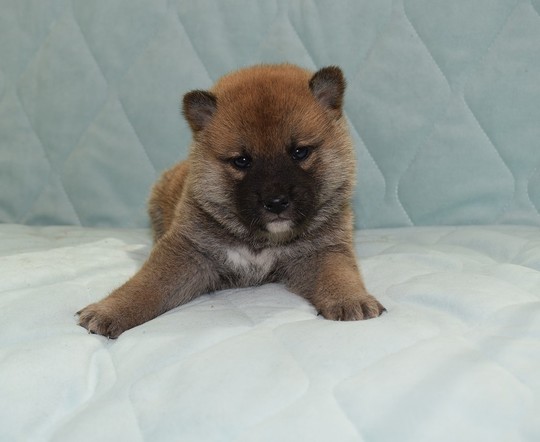 k18 レア ヴィンテージ 子犬 豆柴 子犬番号 239 - 豆柴の子犬販売専門ブリーダー