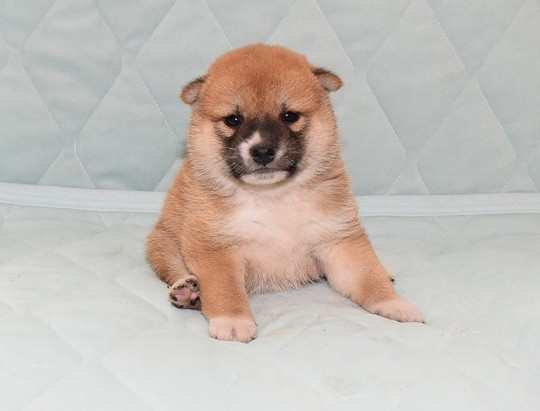 豆柴 子犬番号 236 - 豆柴の子犬販売専門ブリーダー