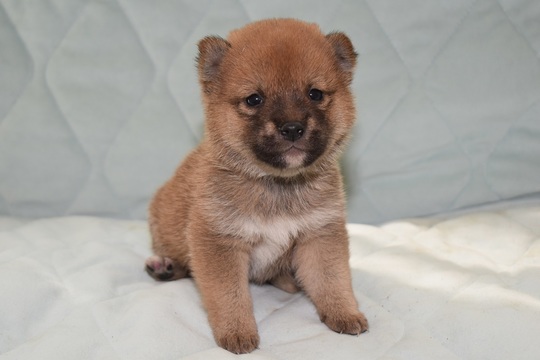 豆柴 子犬番号 240 - 豆柴の子犬販売専門ブリーダー