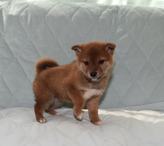 豆柴 子犬番号 241 - 豆柴の子犬販売専門ブリーダー│エンジェルズ