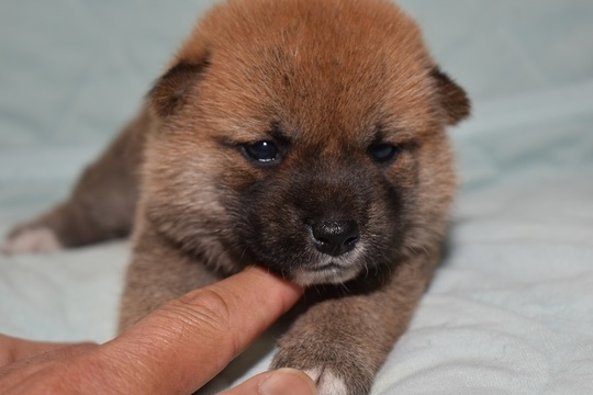 豆柴 子犬番号 292 - 豆柴の子犬販売専門ブリーダー