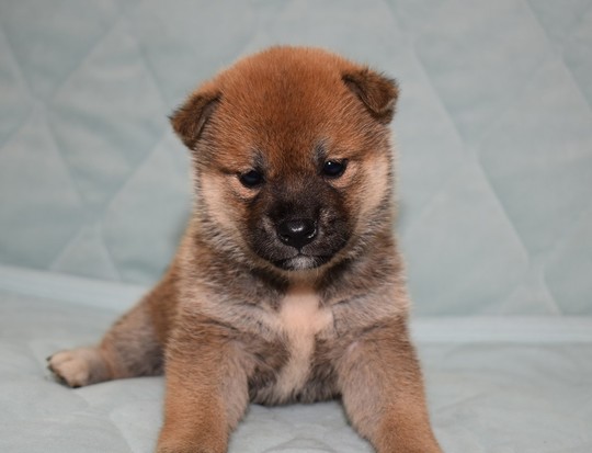 豆柴 子犬番号 ２３７ - 豆柴の子犬販売専門ブリーダー│エンジェルズ 