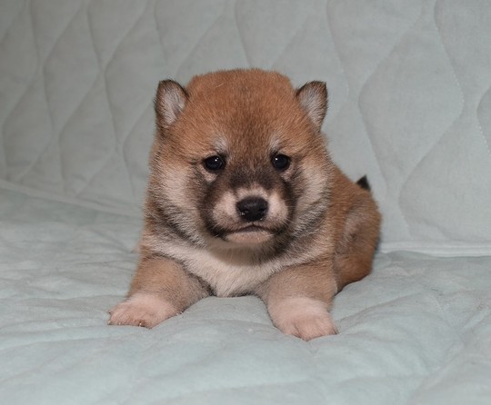 k18 レア ヴィンテージ 子犬 豆柴 子犬番号 286 - 豆柴の子犬販売専門ブリーダー