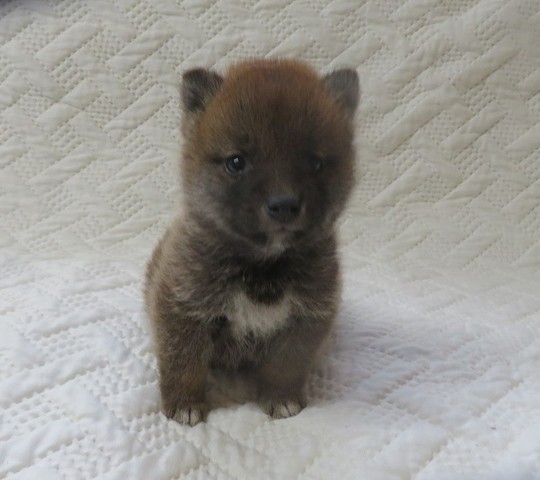 豆柴 子犬番号 11 - 豆柴の子犬販売専門ブリーダー│エンジェルズ