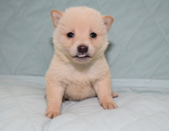 豆柴 子犬番号 256 - 豆柴の子犬販売専門ブリーダー│エンジェルズ