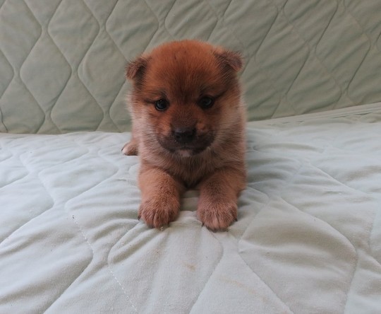 k18 レア ヴィンテージ 子犬 豆柴 子犬番号 286 - 豆柴の子犬販売専門ブリーダー
