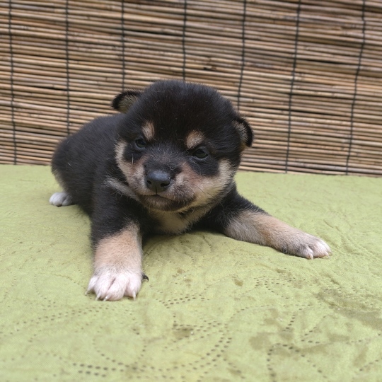 豆柴1号さま専用 豆柴1号さま専用 child_img_1_6316f1bd7b48.jpg